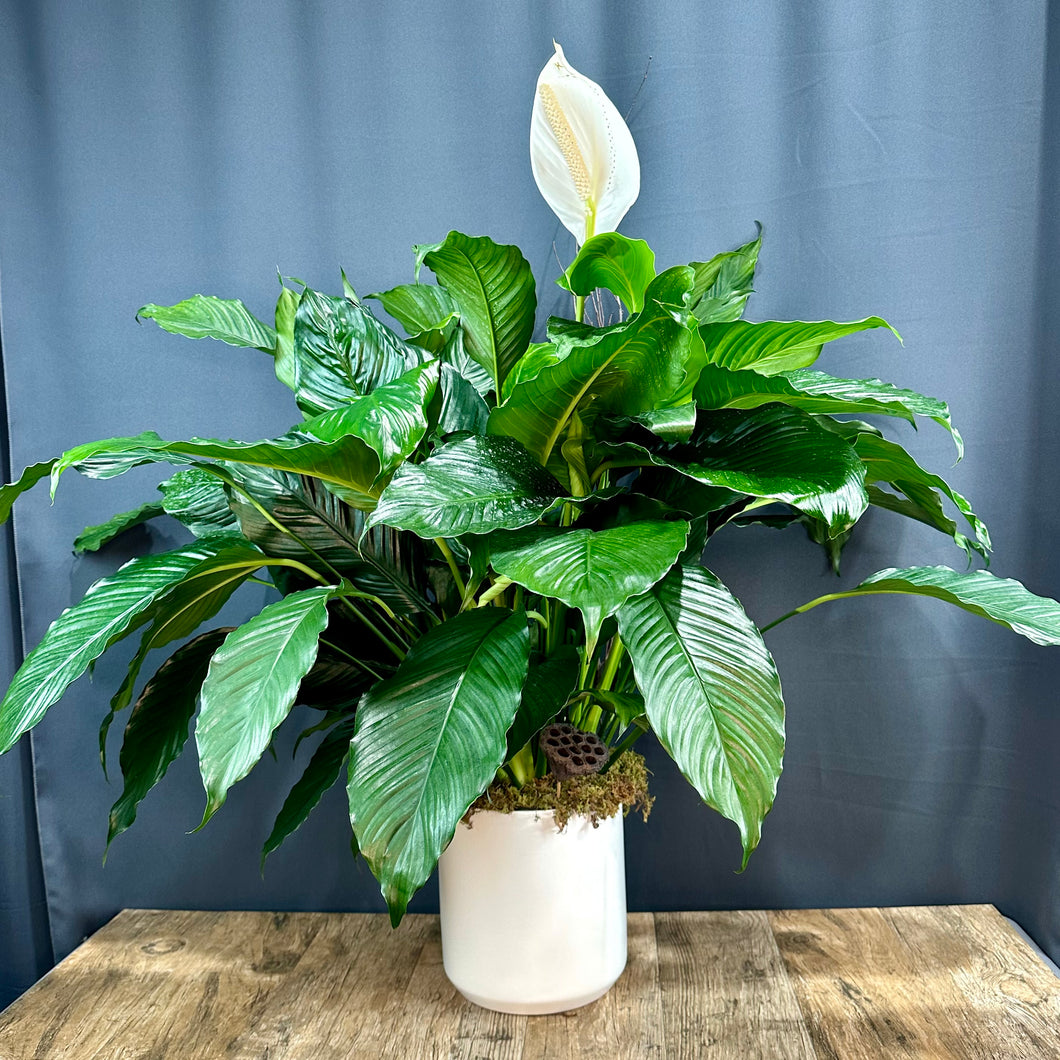 Peace Lily